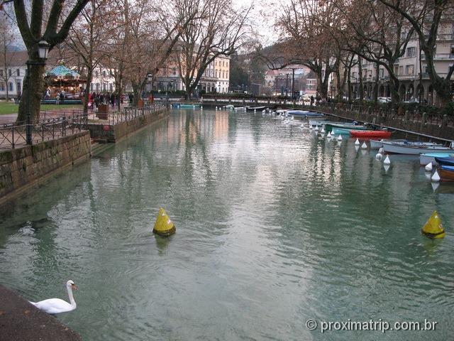 cisne em um canal em Annecy