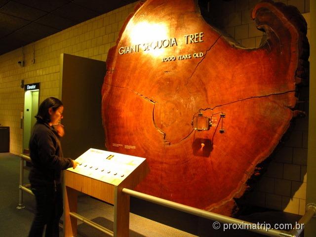 Tronco de sequóia de 2000 anos, desde nascimento de Cristo até hoje - Museu de ciências de Boston