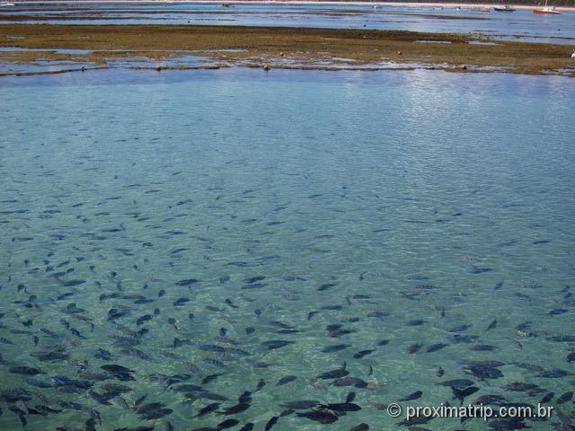 muitos peixes e água cristalina nos arecifes de porto de galinhas