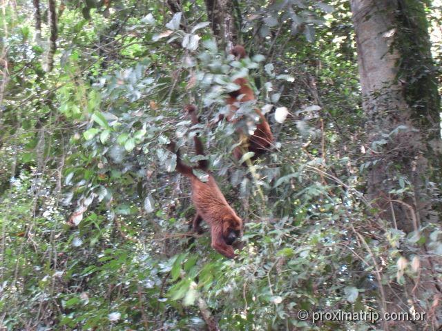 macaco bugio visto no Núcleo Pedra Grande - Parque da Cantareira - São Paulo