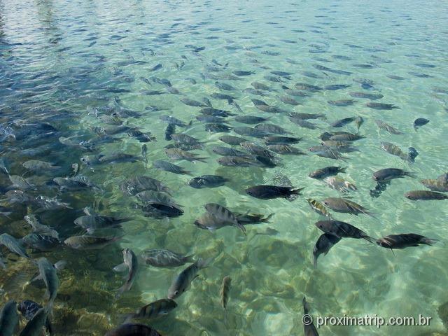 muitos peixes nas piscinas naturais de porto de galinhas