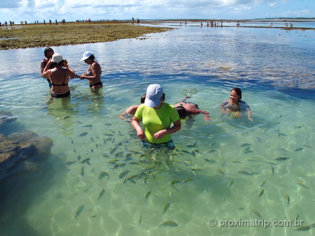 Lindas piscinas naturais em Porto de Galinhas - Cheias de peixinhos!