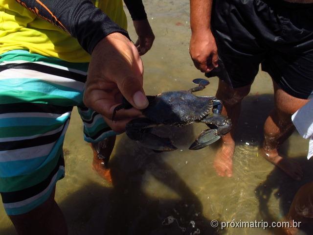 siris gigante ou carangueijo? passeio de jangada no pontal do maracaípe