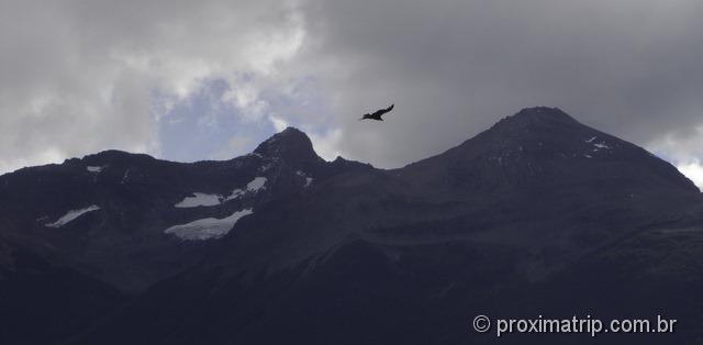 Glaciar Perito Moreno - Um condor sobrevoando as montanhas do glaciar…