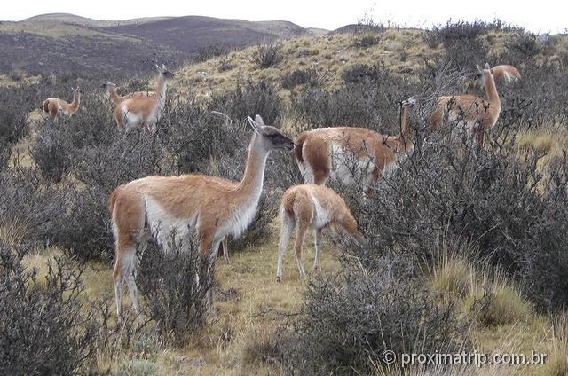 Caminhando ao lado dos Guanacos - Torres del Paine - Patagônia Chilena