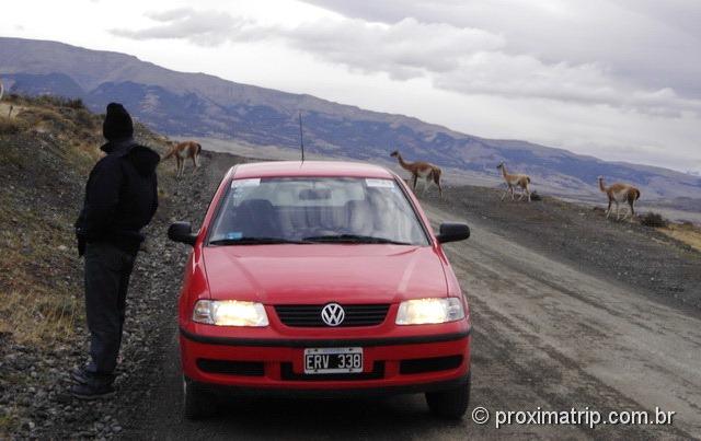 Guanacos em Torres del Paine - Patagônia Chilena