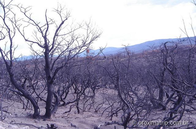 Torres del Paine - incêndio destruiu parte do parque