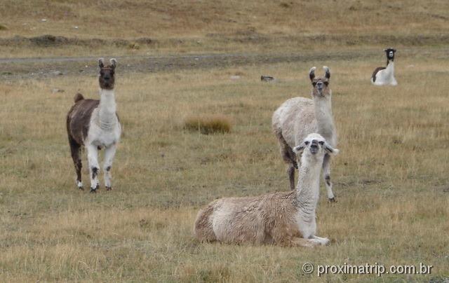 Simpáticas Lhamas vista no caminho, de Punta Arenas a Puerto Natales