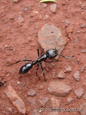 Formiga gigante vista no parque nacional do Iguazú - Argentina