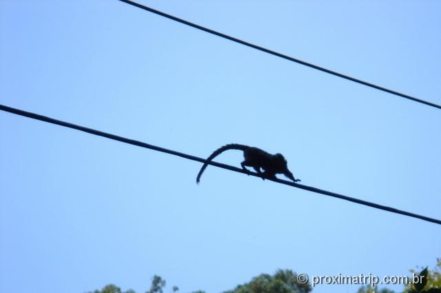 mico sagui visto no parque estadual do jaraguá