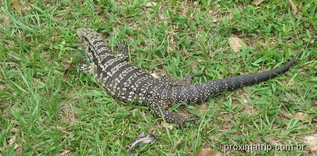 Lagarto visto no sendero verde - Cataratas do Iguazú - lado Argentino