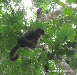 macacos vistos no sendero verde - Cataratas do Iguazú - lado Argentino