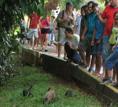 Não alimente os guaxinins- parque nacional do iguaçu