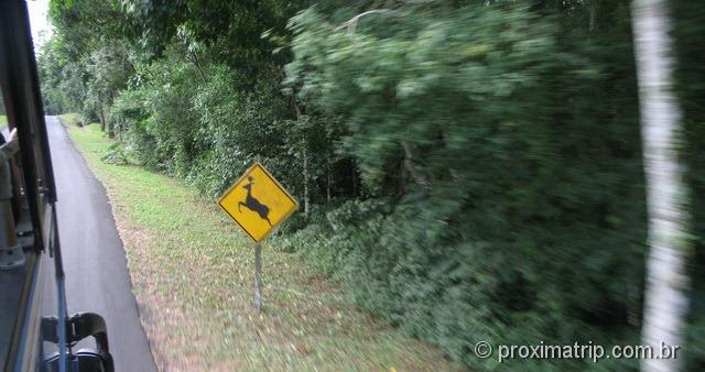 Ônibus parque nacional Foz do Iguaçu - cuidado, animais!