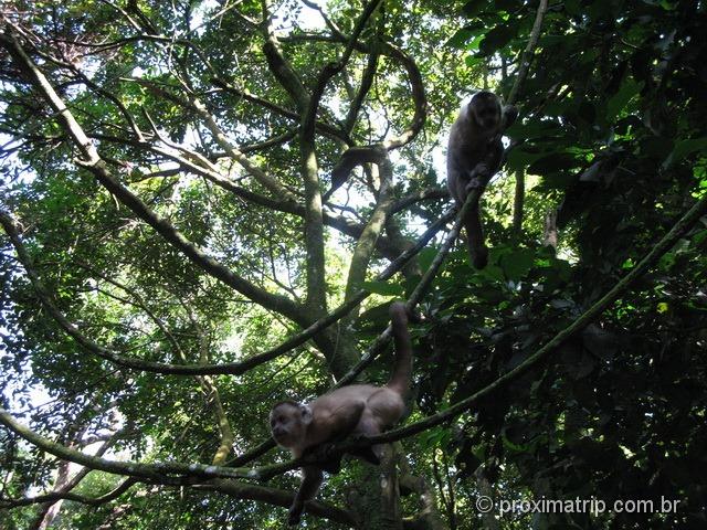 Macaco Prego - Pq. Estadual do Jaraguá - trilha do Pai zé