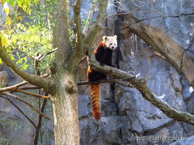 Panda Vermelho - zoológico da capital dos EUA