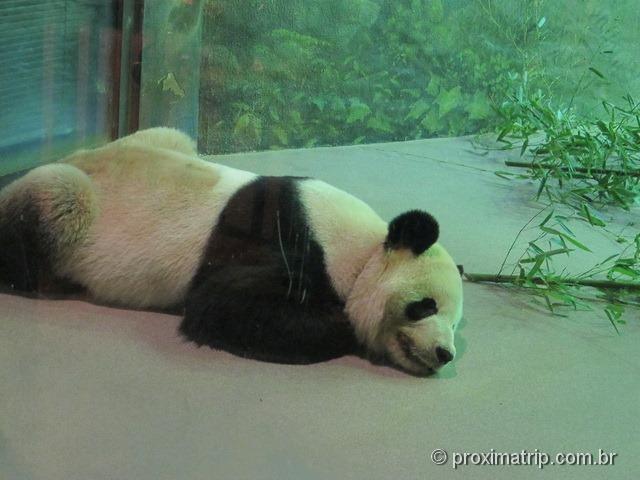 Panda dormindo no Smithsonian's National Zoo - Washington DC