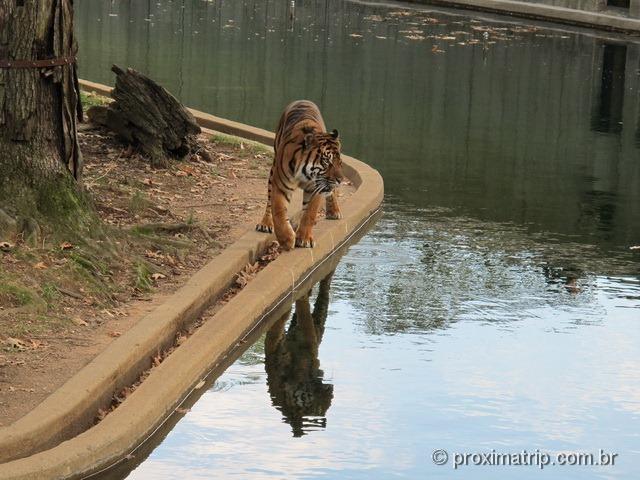 Tigre - National Zoo em Washington DC