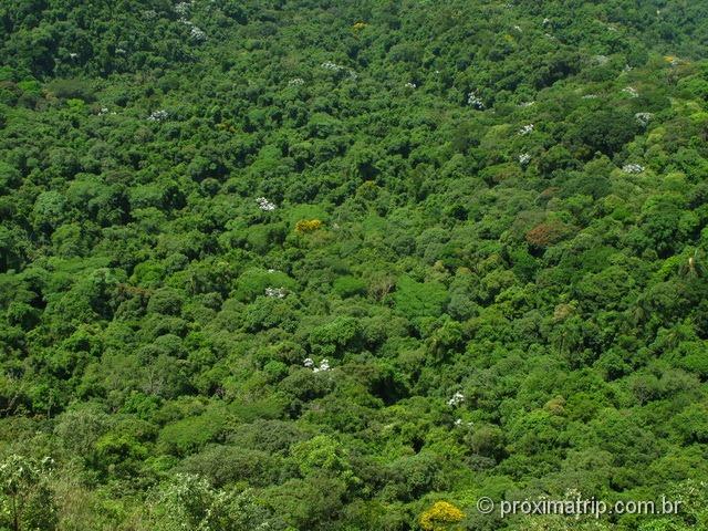 Pq. estadual do Pico do Jaraguá - Floresta em detalhe