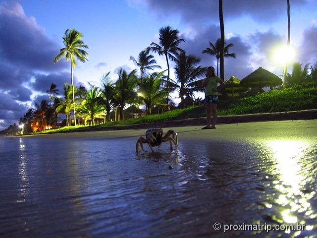 Caranguejo na tranquila praia de muro alto no cair da noite - Porto de Galinhas