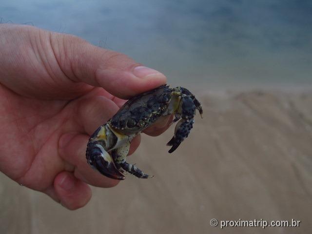 mini caranguejo - praia de muto alto - Porto de Galinhas