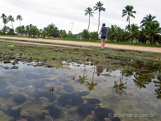 recifes de coral com milhades de ouriços - praia de muto alto - Porto de Galinhas