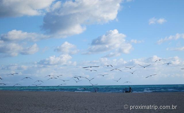 Gaviotas - Miami South Beach