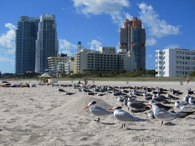 "Esquadrilha" de Gaviotas - Miami South Beach 