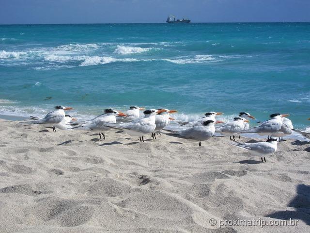 Gaviotas na praia em Miami - South Beach 