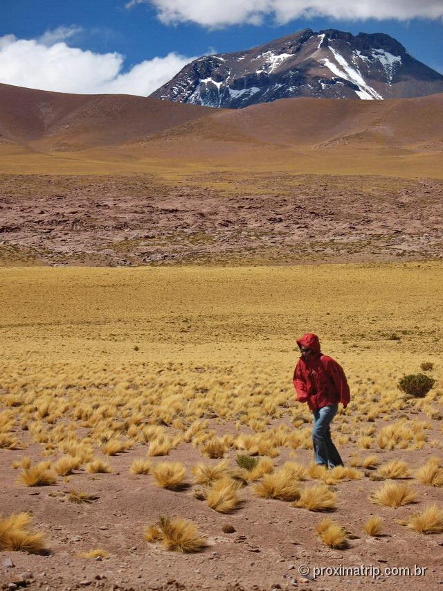 Linda paisagem de altitude - pastagens amarelas - deserto do Atacama