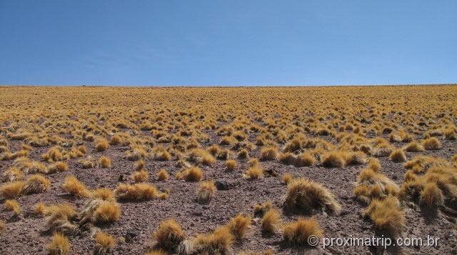 capim amarelo de altitude - deserto do Atacama