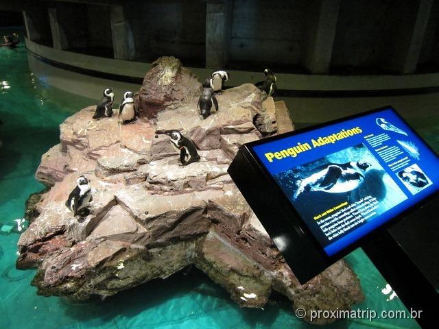 Pinguins em aquário de Boston - Estados Unidos