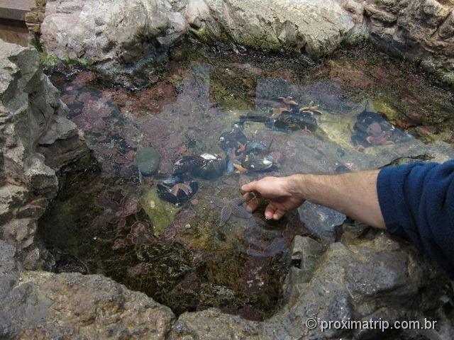 Toque com as mãos invertebrados marinhos no New England Aquarium - Boston - Estados Unidos