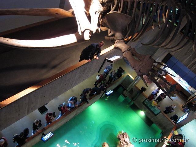 Esqueleto de baleia no New England Aquarium - Boston - Estados Unidos