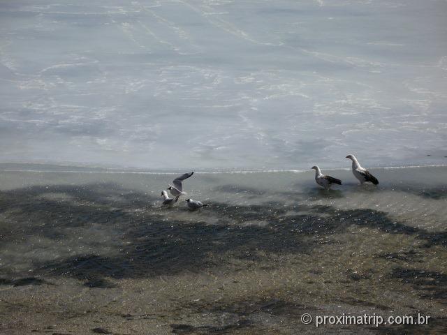 Aves na Laguna blanca parcialmente congelada - Reserva Nacional Eduardo Avaroa - Bolívia