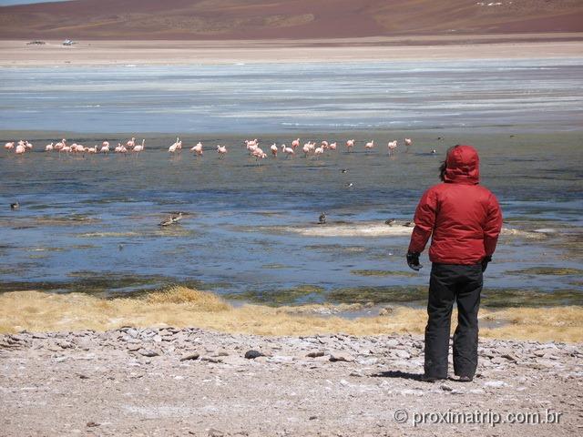 Flamingos rosas selvagens Laguna blanca Bolívia