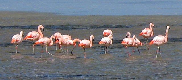 Flamingos rosa rosados Laguna blanca Reserva Nacional Eduardo Avaroa Bolívia