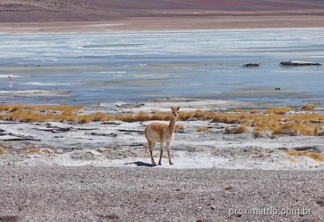 Guanaco selvagem Laguna blanca Reserva Nacional Eduardo Avaroa Bolívia