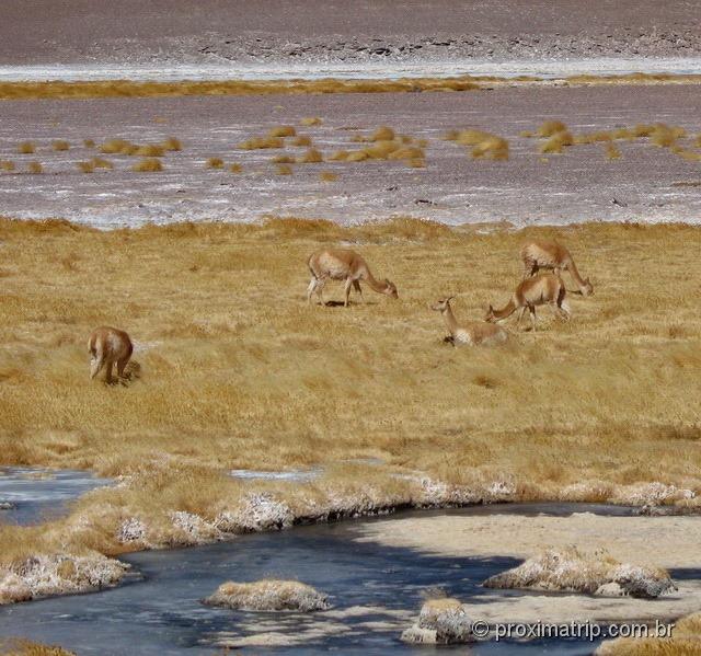 Guanacos próximos ao Paso de Jama - Chile 