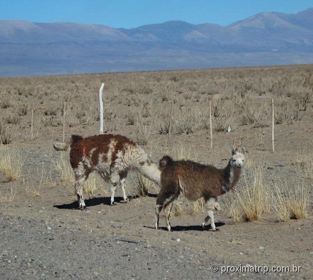 Lhamas na estrada RN52 - Argentina