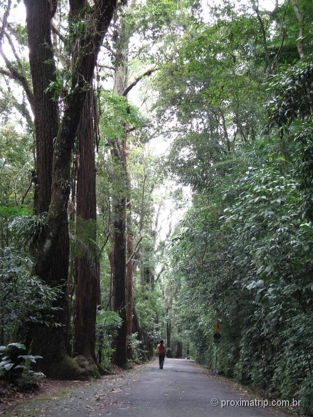 Parque Nacional da Tijuca - Rio de Janeiro