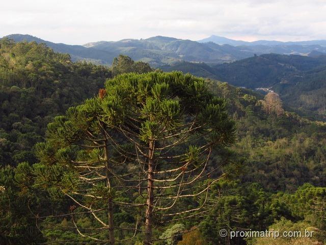 Araucárias - Monte Verde