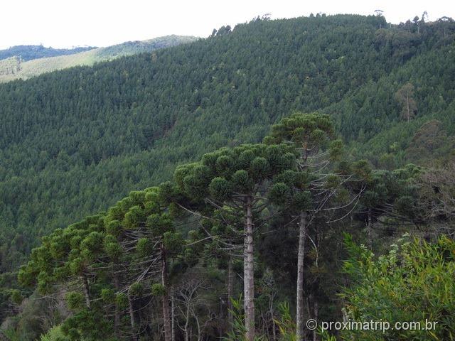 Araucárias Monte Verde