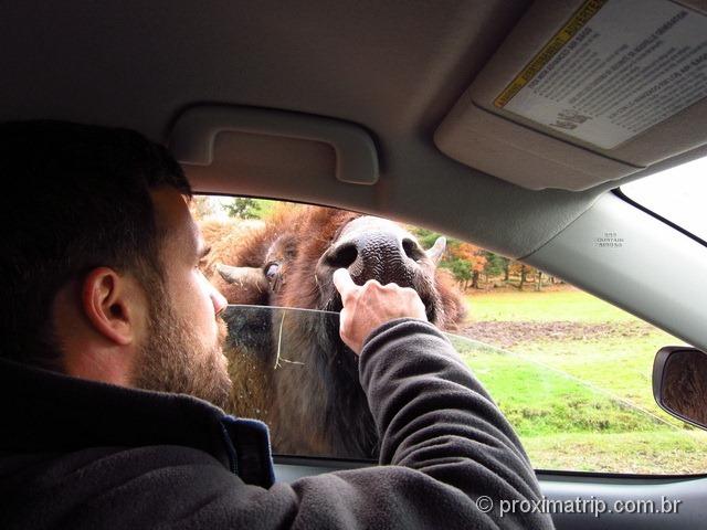 Fazendo carinho no Bisão - Parc Omega - Canadá