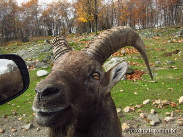 Um Ibex - Parc Omega - Canadá