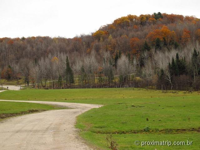 Árvores de outono na linda do Parc Omega - Canadá