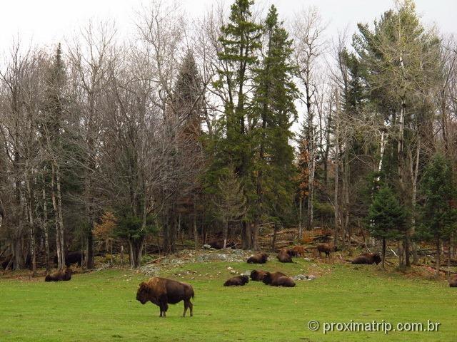 Bisões - Parc Omega - Canadá