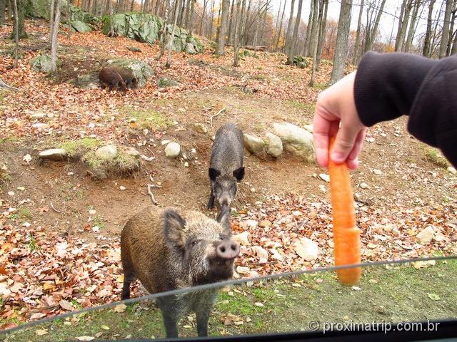 Dando cenoura para os porcos do Mato - Parc Omega - Canadá