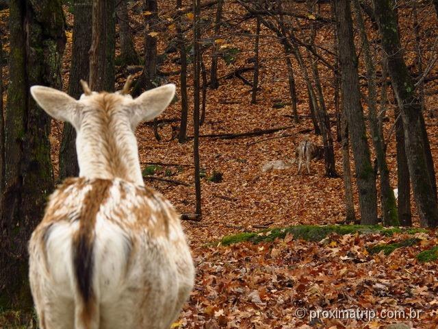 Animais no Parc Omega - Canadá