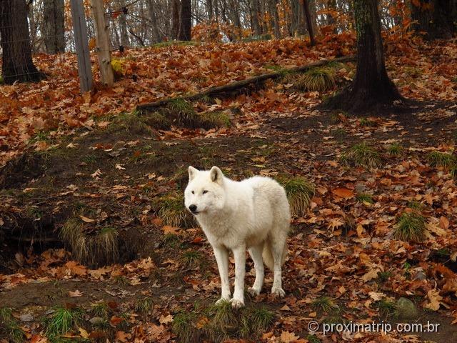 Lobo branco - Parc Omega - Canadá